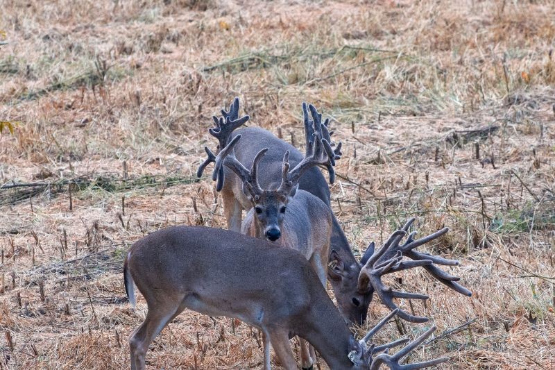 group of three deer feeding in field
