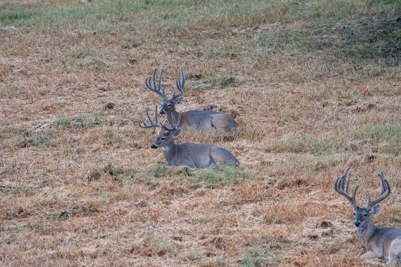 Three whitetail bucks laying down in a field