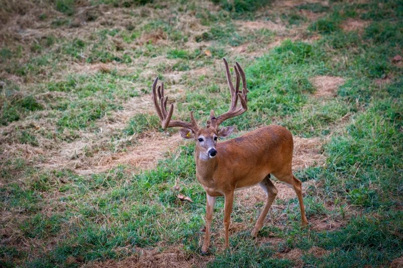 One large whitetail buck standing in green field