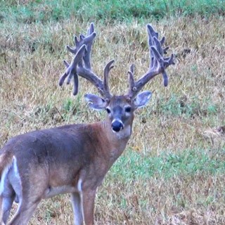 large whitetail buck in field